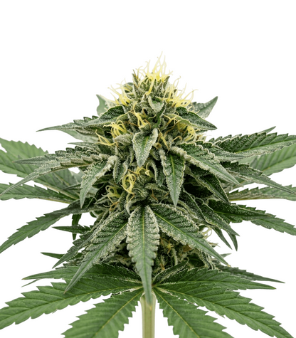 Larry OG x Chimp Poop Semillas Regulares Pack x 10