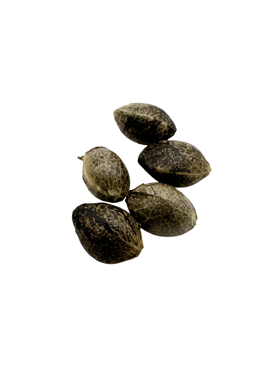 Chimp Poop F3 Semillas Regulares Pack x 10  Genética Premium