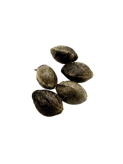 Chimp Poop F3 Semillas Regulares Pack x 10  Genética Premium