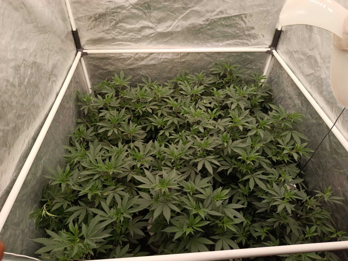 Soporte SCROG de 1/2" en Impresión 3D para Indoor Pack x 4