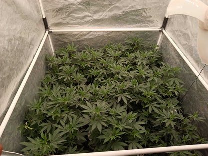Soporte SCROG de 1/2" en Impresión 3D para Indoor Pack x 4